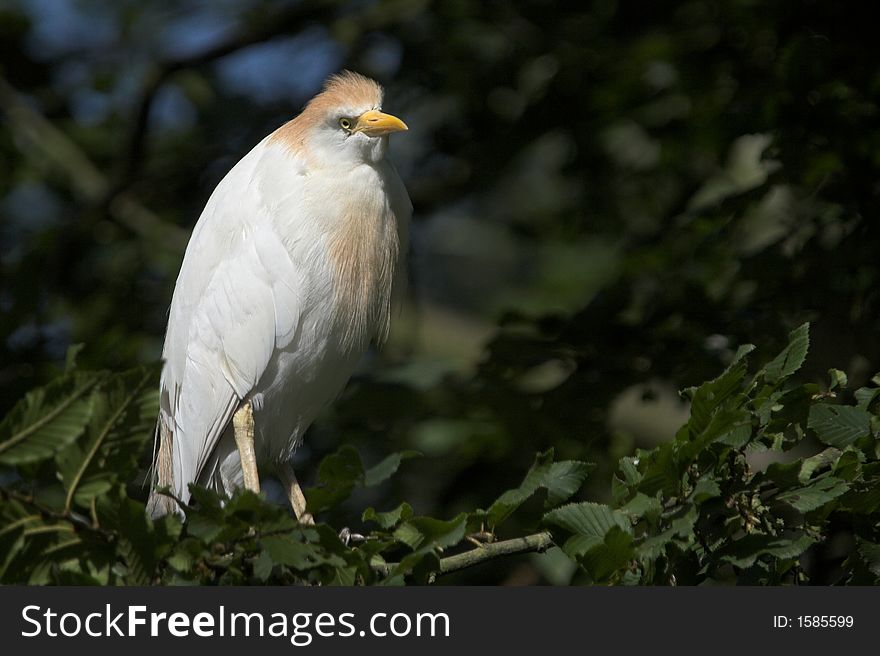 Great Egret