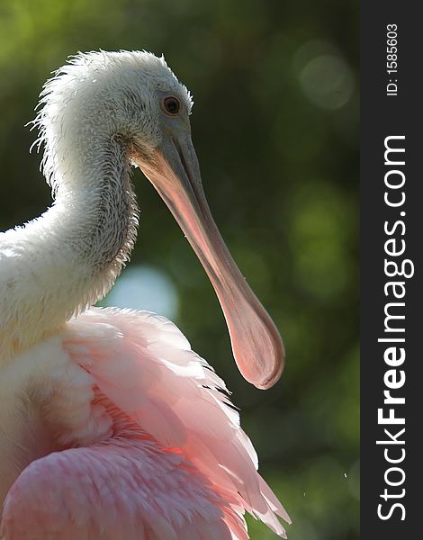 A Roseate Spoonbill, beautifully lit by the late summer sun.