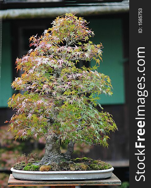 Japanese maple bonsai in fall