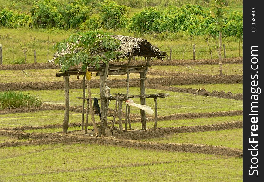 Small Cottage In A Paddy Field