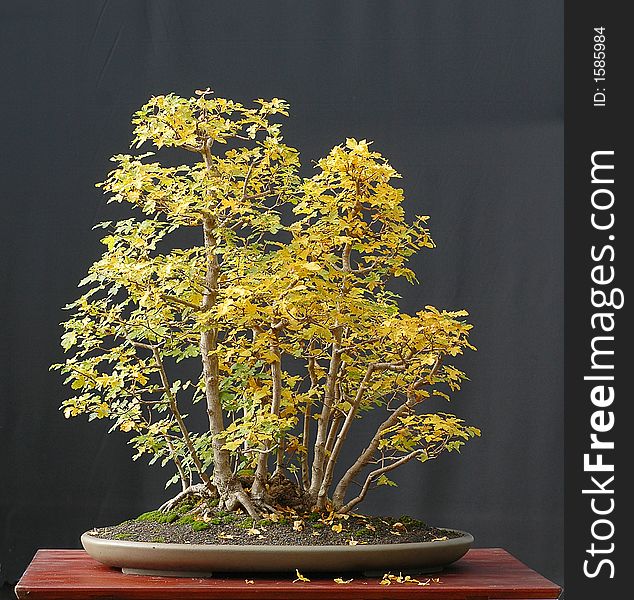 European field maple, Acer campestre, 80 cm high, around 40 years old, collected in Austria, styled by Walter Pall, pot by Derek Aspinall, clump style, picture 10/2006. European field maple, Acer campestre, 80 cm high, around 40 years old, collected in Austria, styled by Walter Pall, pot by Derek Aspinall, clump style, picture 10/2006