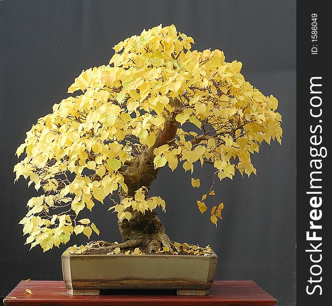 Linden Bonsai In Fall Color Free Stock Images Photos 1586049 Stockfreeimages Com