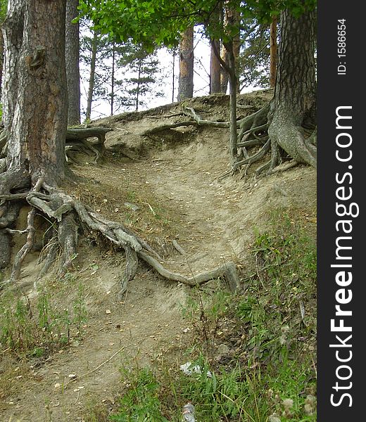 Pines growing on a slope