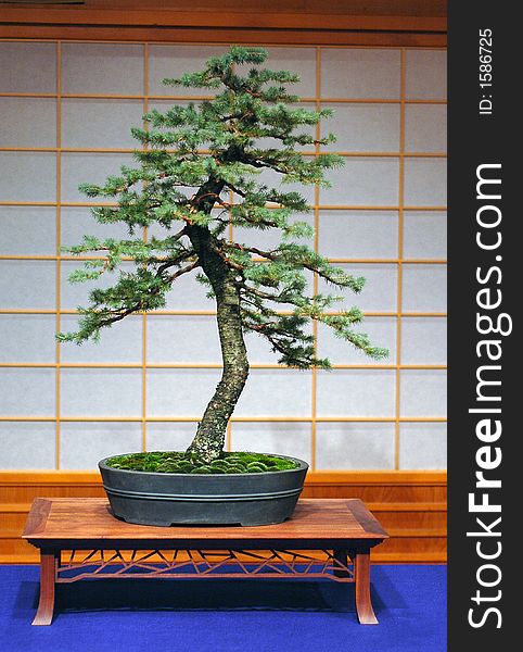 Engelmann spruce, collected in Oregon, about 70 cm high, around 40 yers old, made in America. Engelmann spruce, collected in Oregon, about 70 cm high, around 40 yers old, made in America