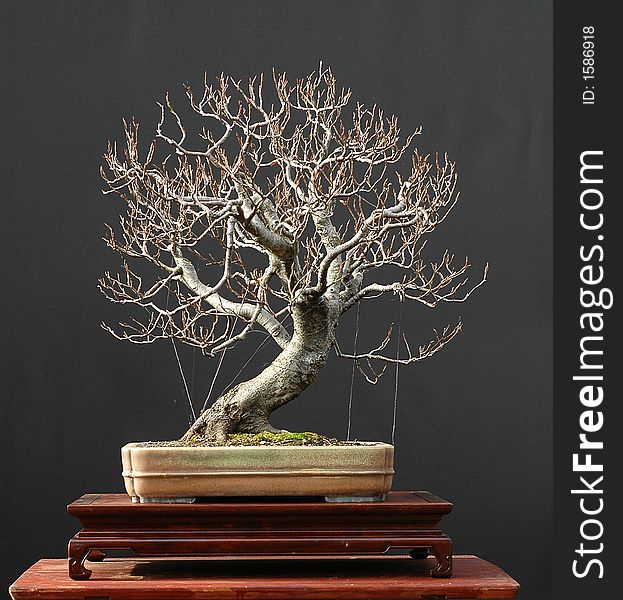 European Beech Bonsai, Winter Silhouette