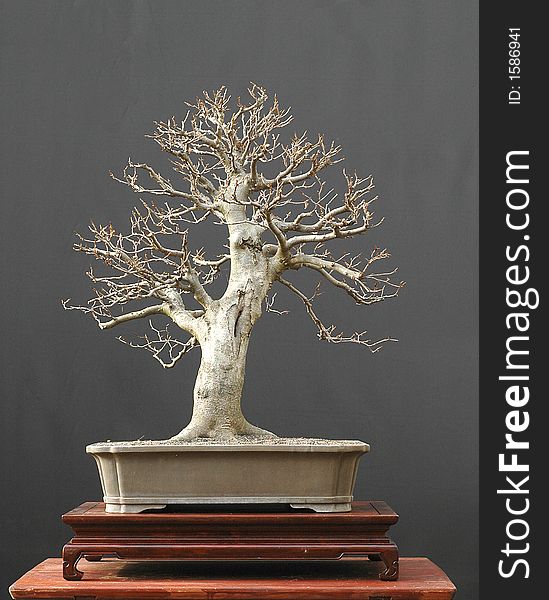 European beech, Fagus sylvatica, 70 cm high, around 50 years old, collected in Germany, styled by Walter Pall, picture 11/2006. European beech, Fagus sylvatica, 70 cm high, around 50 years old, collected in Germany, styled by Walter Pall, picture 11/2006