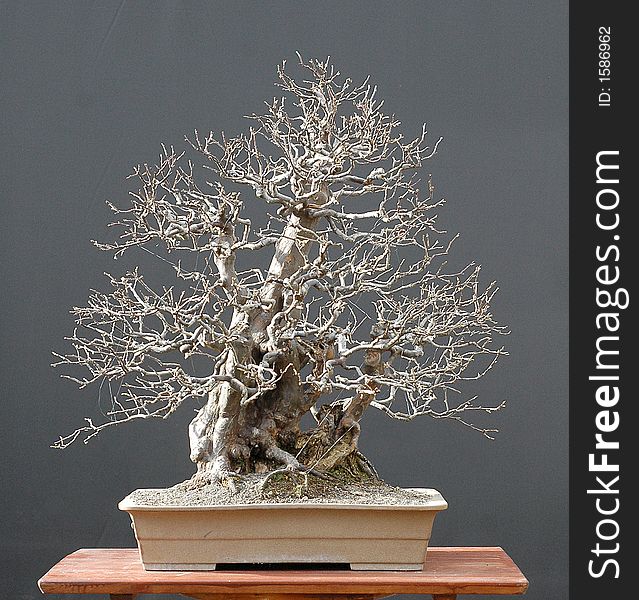 Chinese Quince Bonsai, Winter Silhouette