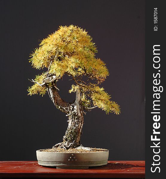 European larch, larix decidua, 60 cm high, around 100 years old, collected in Austria, styled by Walter Pall,. European larch, larix decidua, 60 cm high, around 100 years old, collected in Austria, styled by Walter Pall,