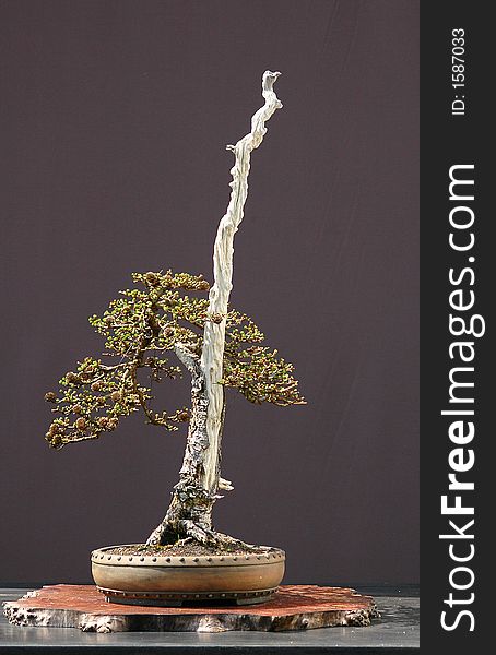 Larch Bonsai In Spring