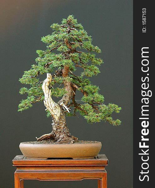 Spruce Bonsai With Deadwood