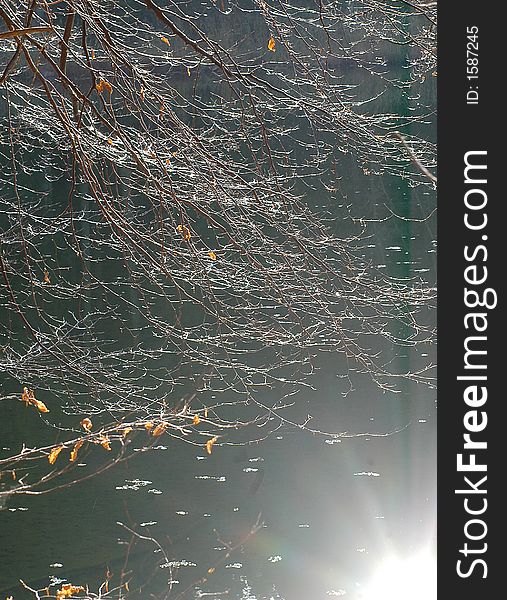 Beech twigs in November against lake wiht sun reflected  in water. Beech twigs in November against lake wiht sun reflected  in water