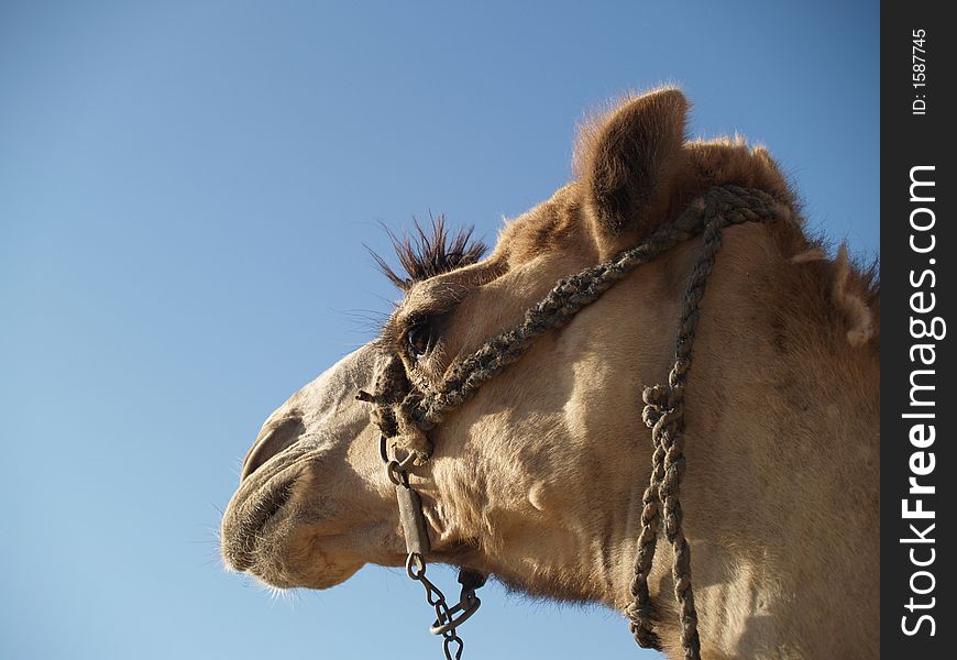 Headshot of a camel over a blue sky