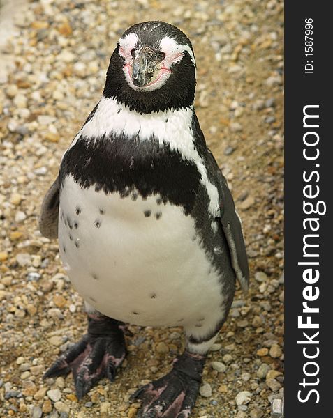 Standing penguin with closed eyes