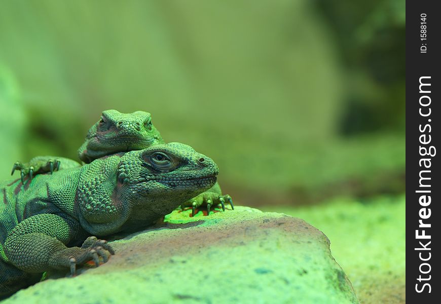 2 Chuckwalla lizards (Sauromalus ater)