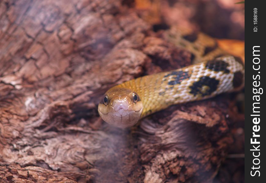 Focused Rat snake (Elaphe taeniura)