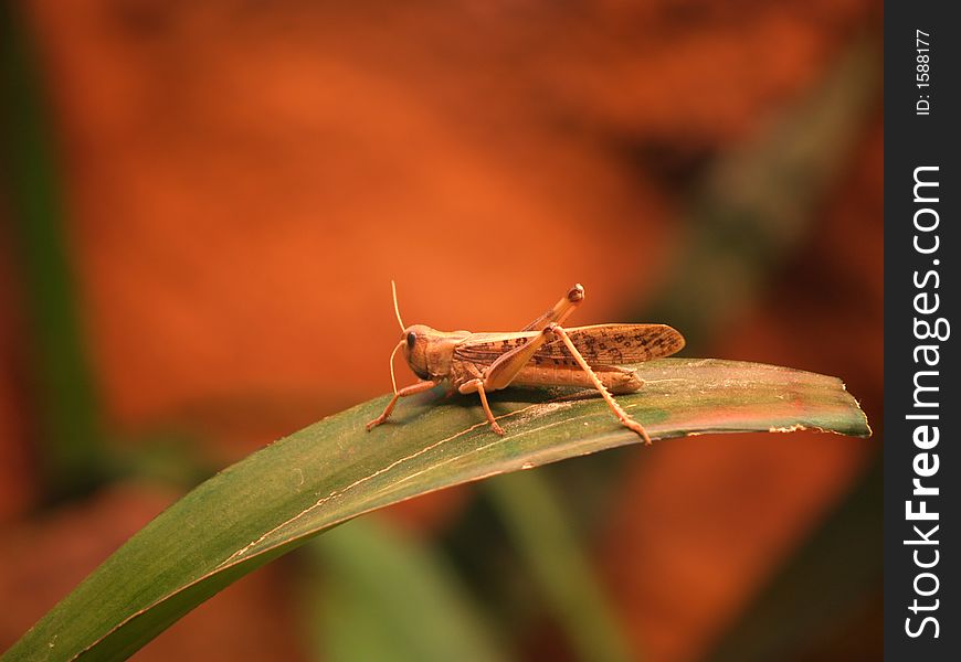 Grasshopper sitting on a bended leaf