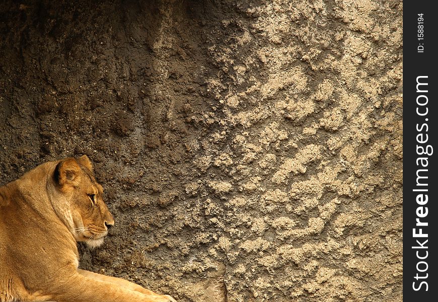 Lioness head in front of a wall