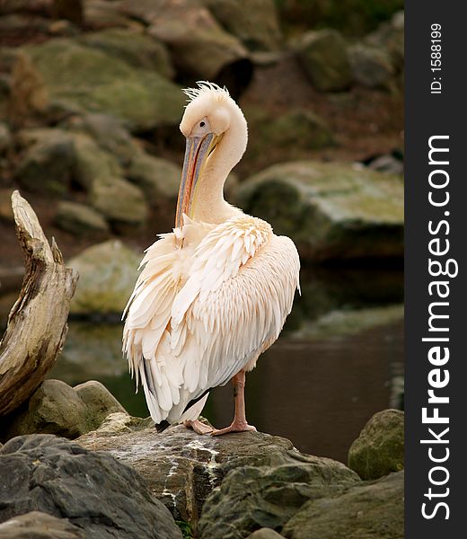 A pink Pelican cleaning itself