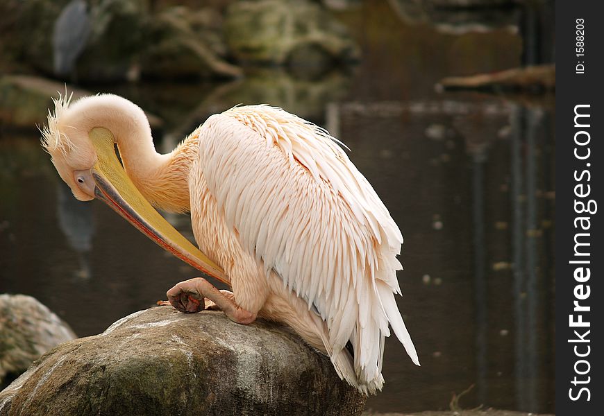 A pink Pelican cleaning itself