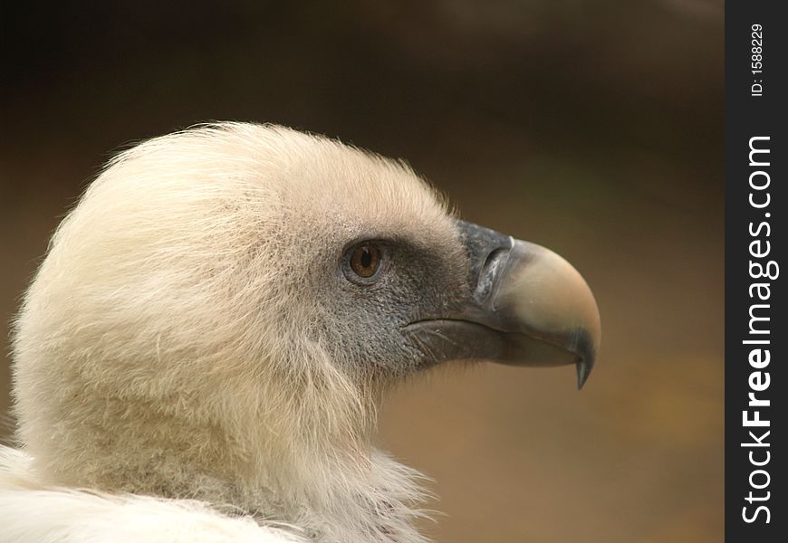 Headshot of a white vulture
