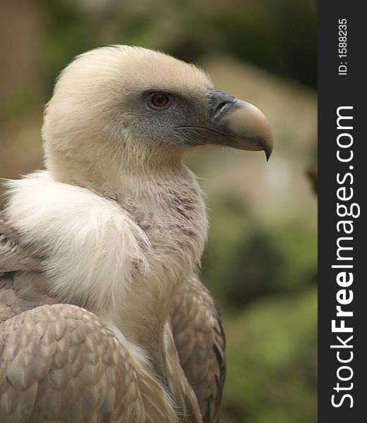 Headshot of a white vulture