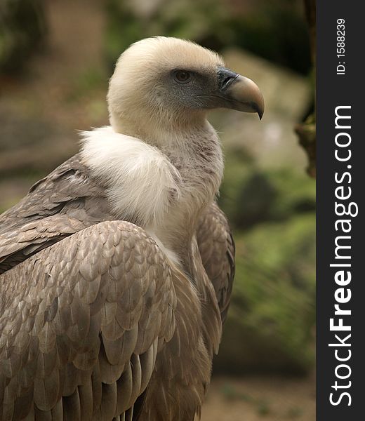 Headshot of a white vulture