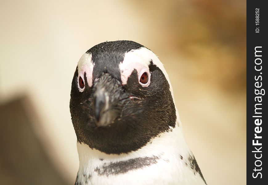 Headshot of a staring penguin