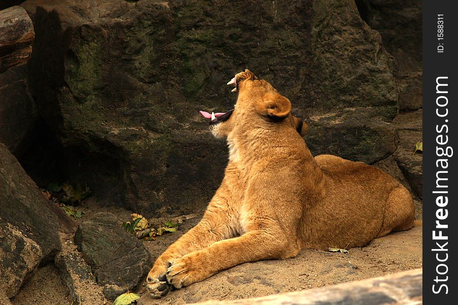 A tired lioness yawning, exposing her teeth. A tired lioness yawning, exposing her teeth