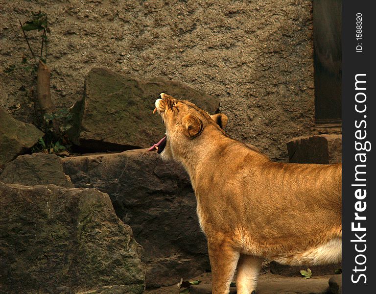 A tired lioness yawning, exposing her teeth. A tired lioness yawning, exposing her teeth