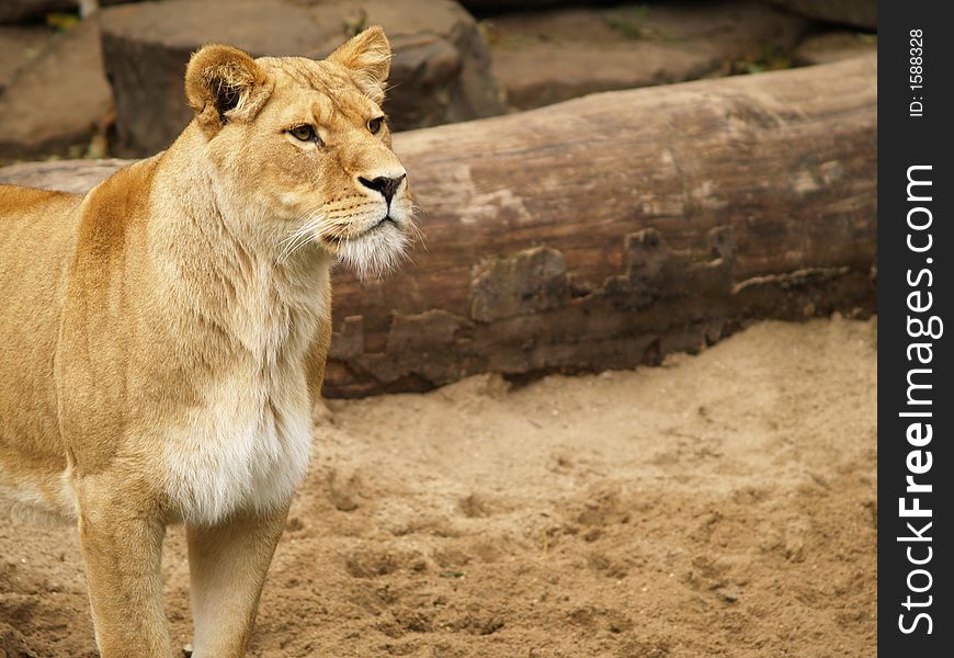 A headshot of a lioness