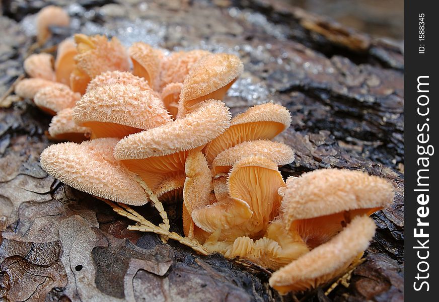 Fungi found on a pine tree in Yosemite National Park. Fungi found on a pine tree in Yosemite National Park.