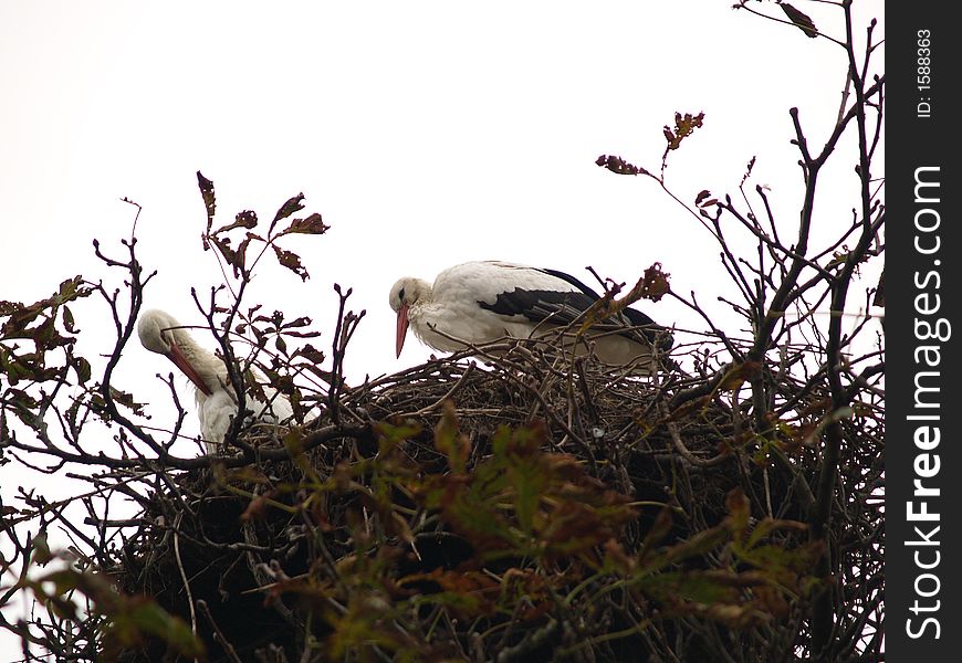 Stork pair delivering babies in their nest. Stork pair delivering babies in their nest