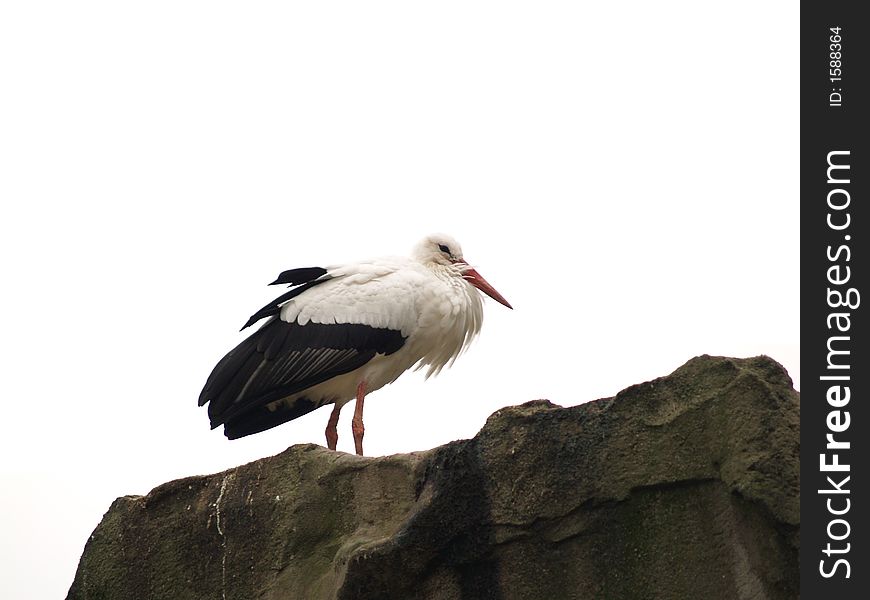 A stork standing on a rock