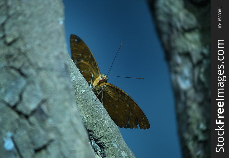 A Beautiful butterfly on a tree