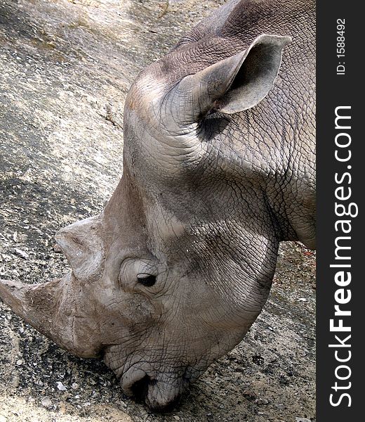 Male Rhino headshot detail - taken on zoo