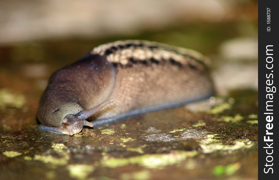 Slug On Wet Rock