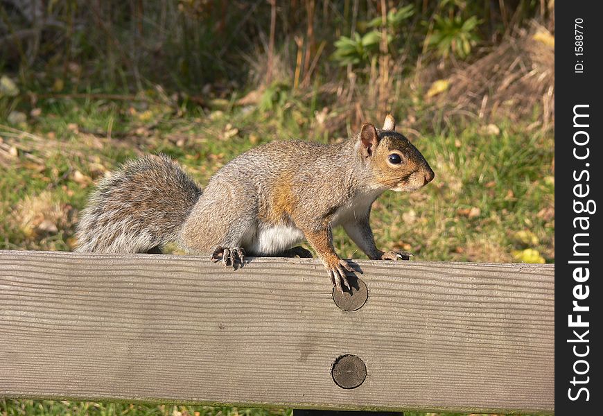 A squirrel sitting on a park bench and looking for food. A squirrel sitting on a park bench and looking for food.