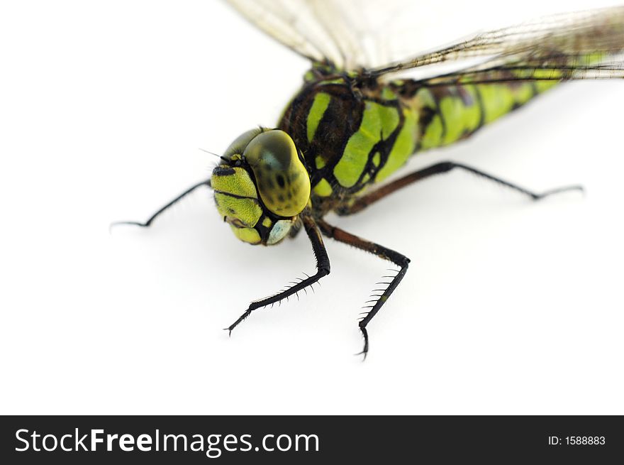 The eyes, thorax and legs of a large green and black dragonfly, photograhed at very close range against white in the studio. The eyes, thorax and legs of a large green and black dragonfly, photograhed at very close range against white in the studio