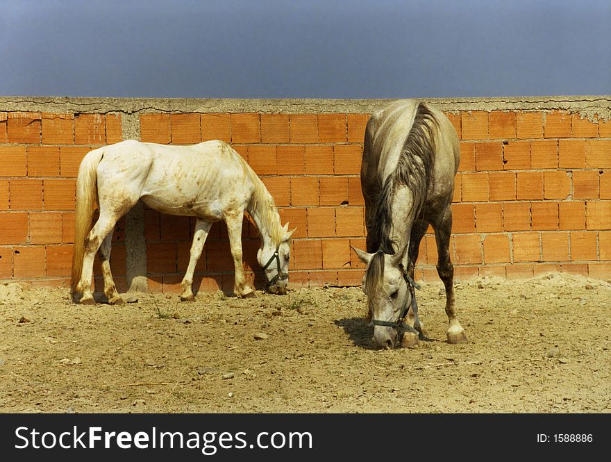 Two skinny grey horses in a sand pen with brick wall as background. Two skinny grey horses in a sand pen with brick wall as background