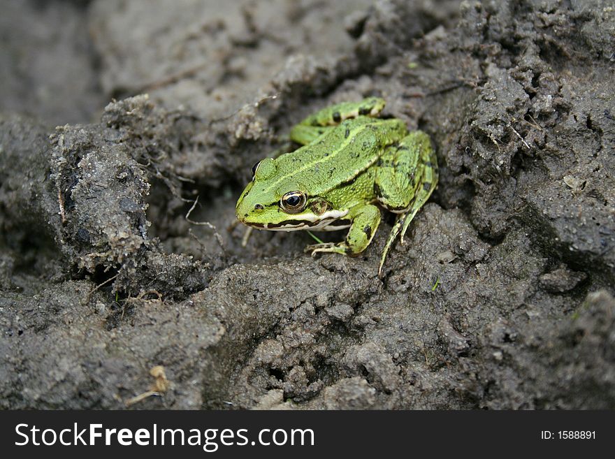 Beautiful Nature scene, green frog