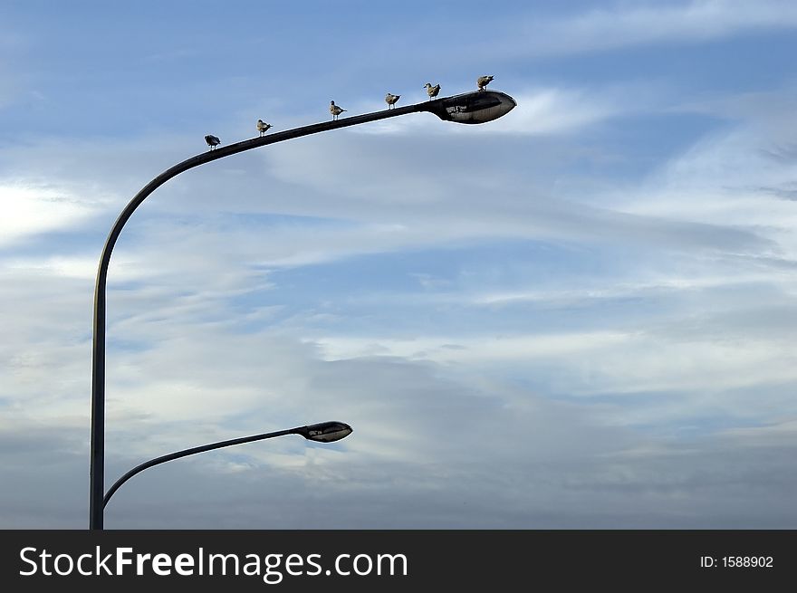 Flock of seagulls on street lantern with blue cloudy sky