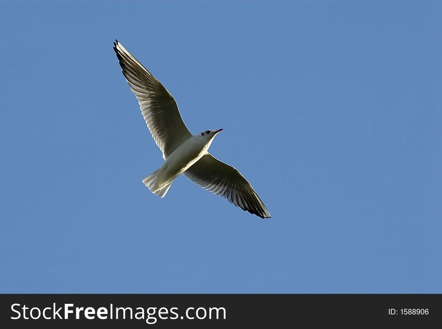 Seagull soaring in the blue sky