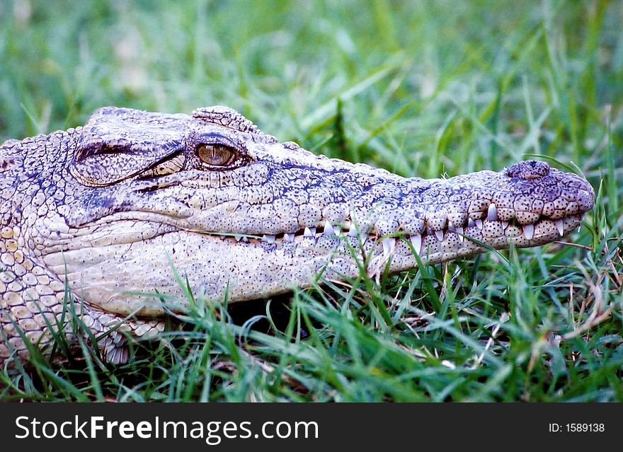 A very closeup of an Crocodile. A very closeup of an Crocodile