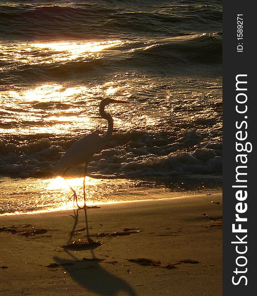 Silhouette of great heron with sunset reflected in waves in background. Silhouette of great heron with sunset reflected in waves in background