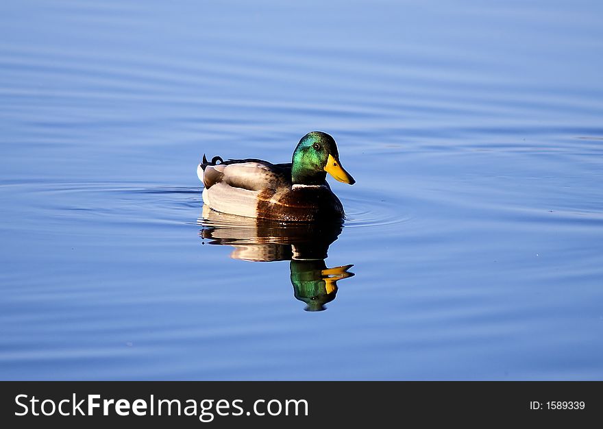 Beautiful mallard duck swimming in the lake.