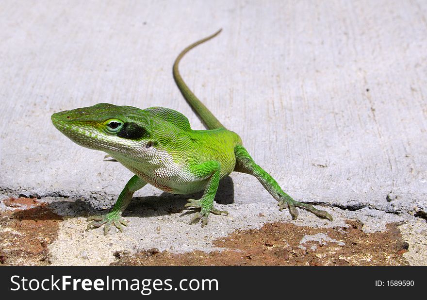 Common green lizard found on the east coast of the United States. Common green lizard found on the east coast of the United States.