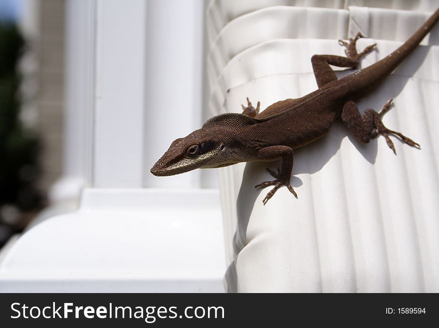 Common green lizard found on the east coast of the United States. Common green lizard found on the east coast of the United States.