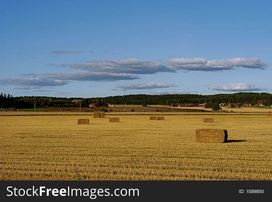 Picture of Scandinavia field after the harvest.