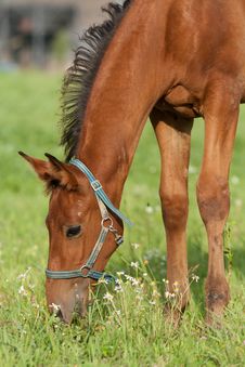 Foal Grazing Royalty Free Stock Photos