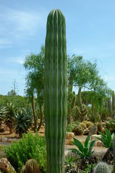 Straight Tall Thick Body Cactus. Stock Photos Straight Tall Thick Body Cactus. Stock Photos